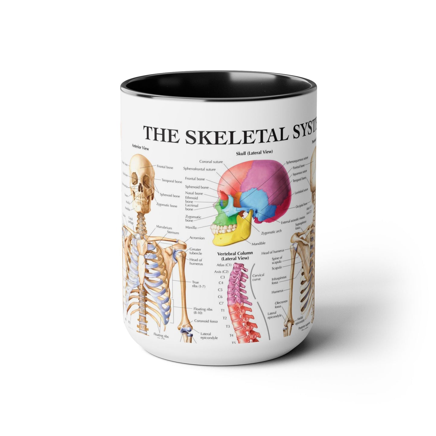 The Skeletal System, 15oz