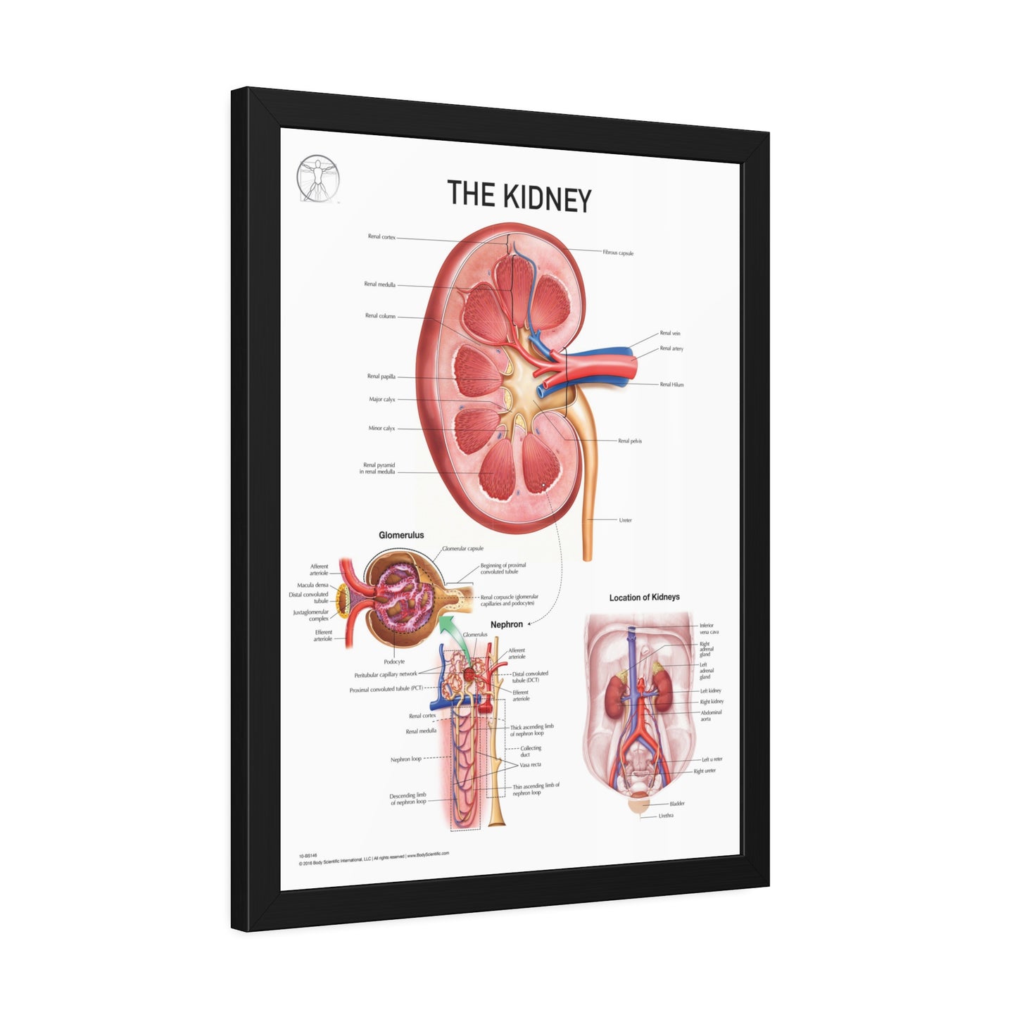 The Kidney