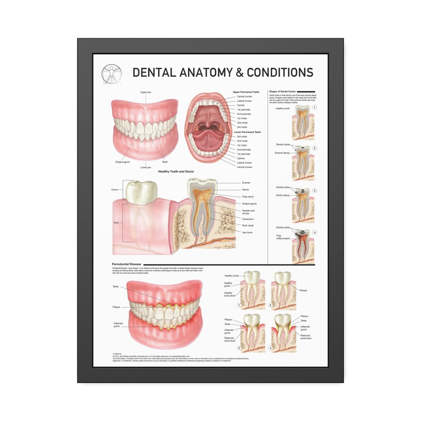 Dental Anatomy and Conditions