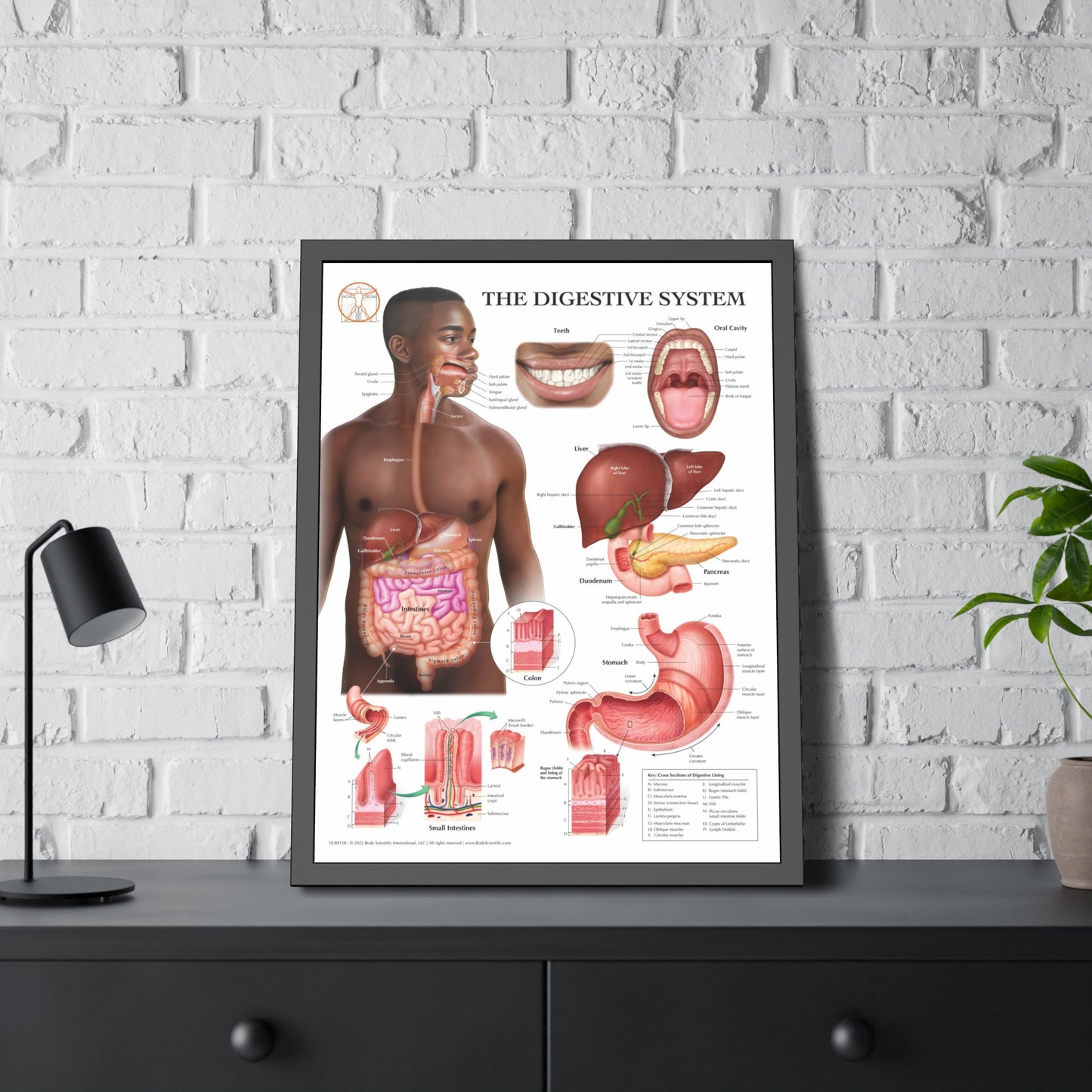 Framed Digestive System