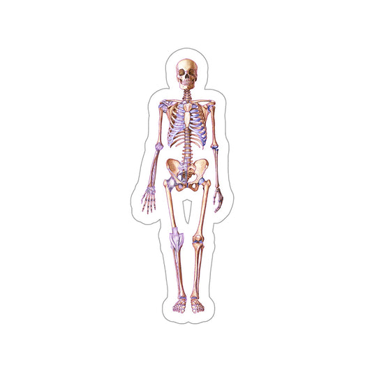Skeleton - Diecut Sticker