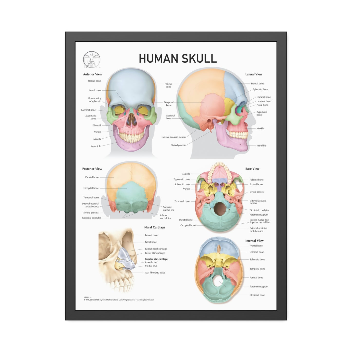 Human Skull