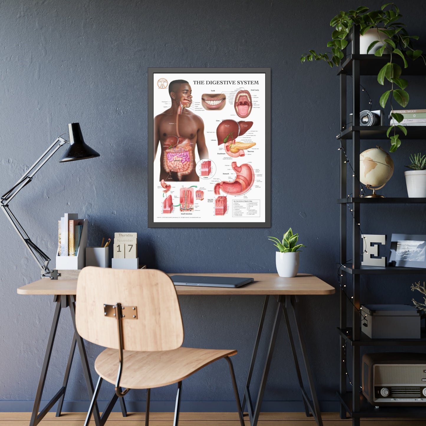 Framed Digestive System