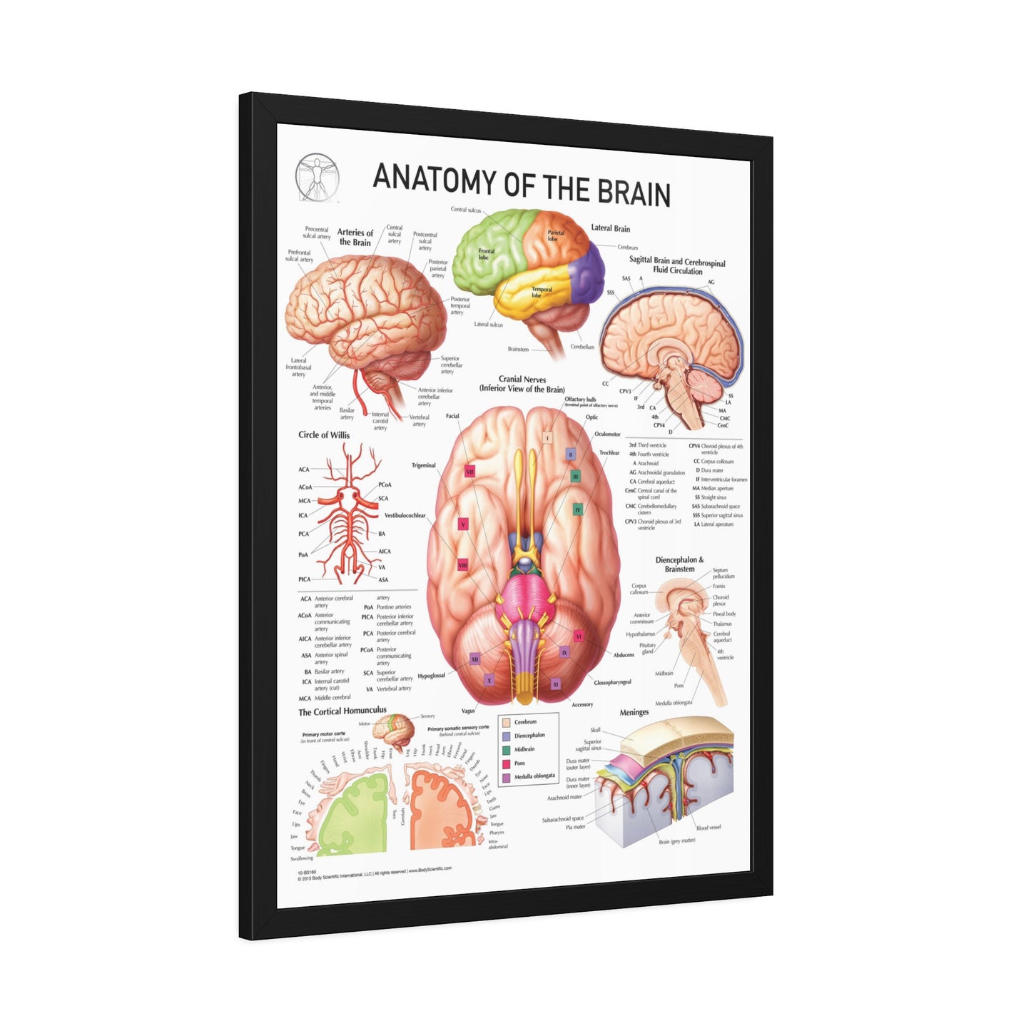 Anatomy of the Brain