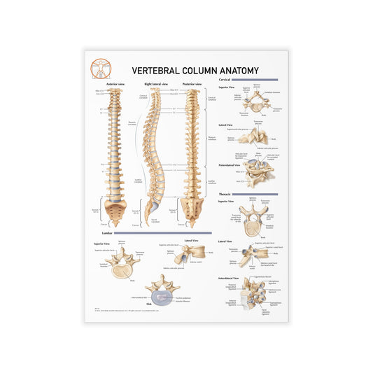 Vertebral Column Anatomy - Decal