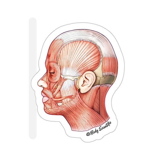 Facial Muscles - Diecut Sticker