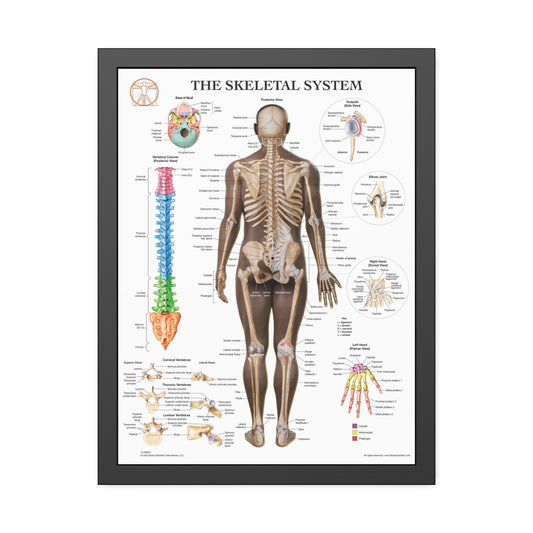 Framed Skeletal System