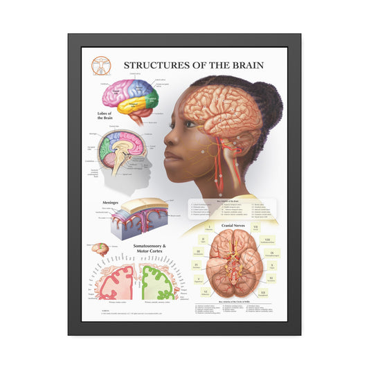 Framed Structures of the Brain