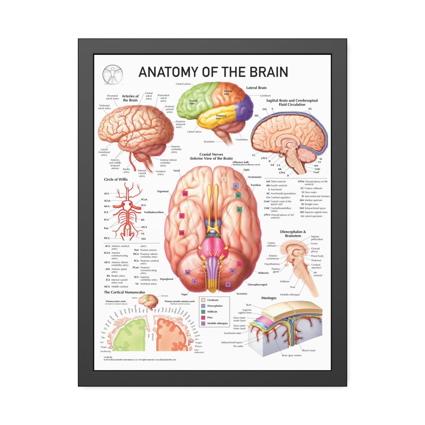 Anatomy of the Brain