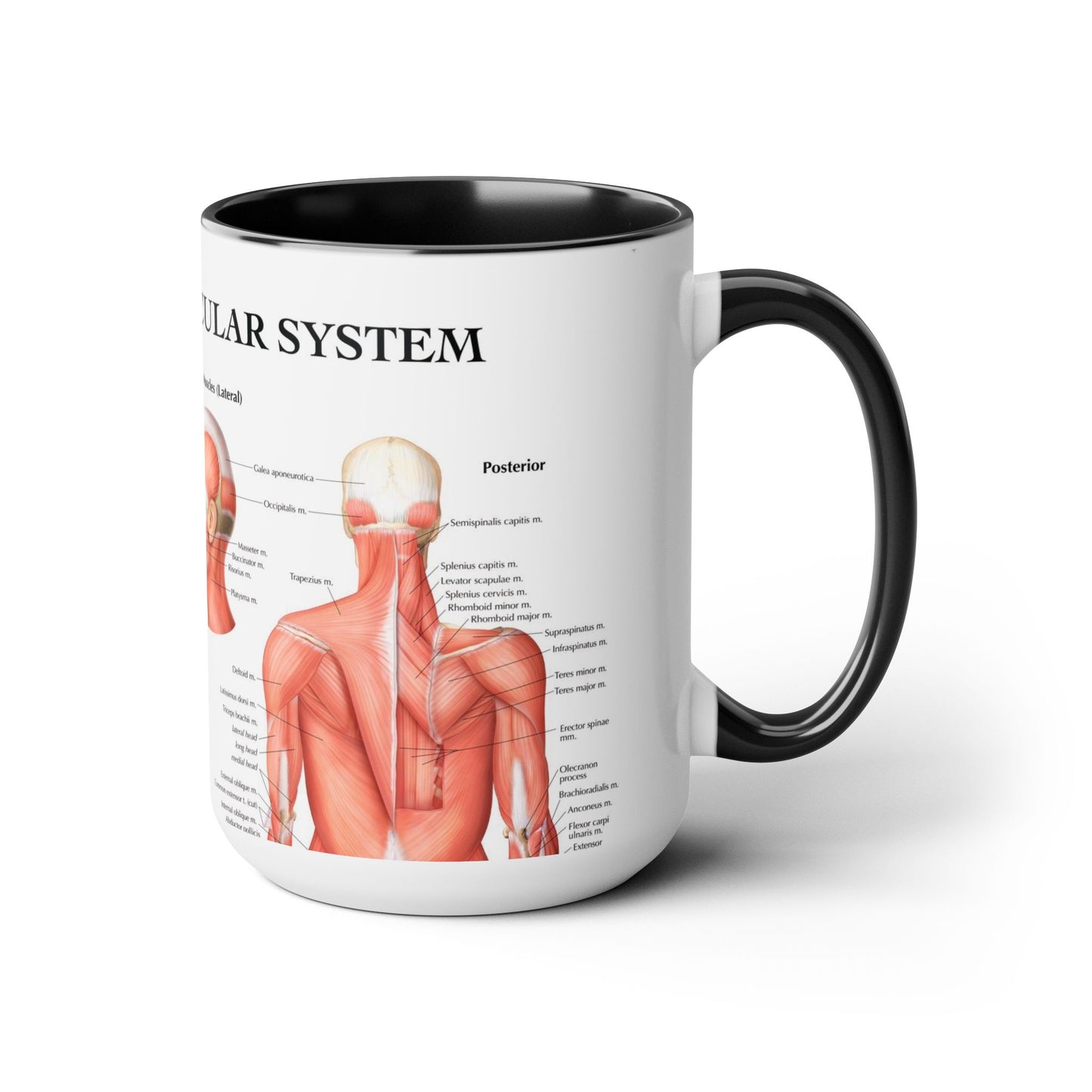 The Muscular System, 15oz