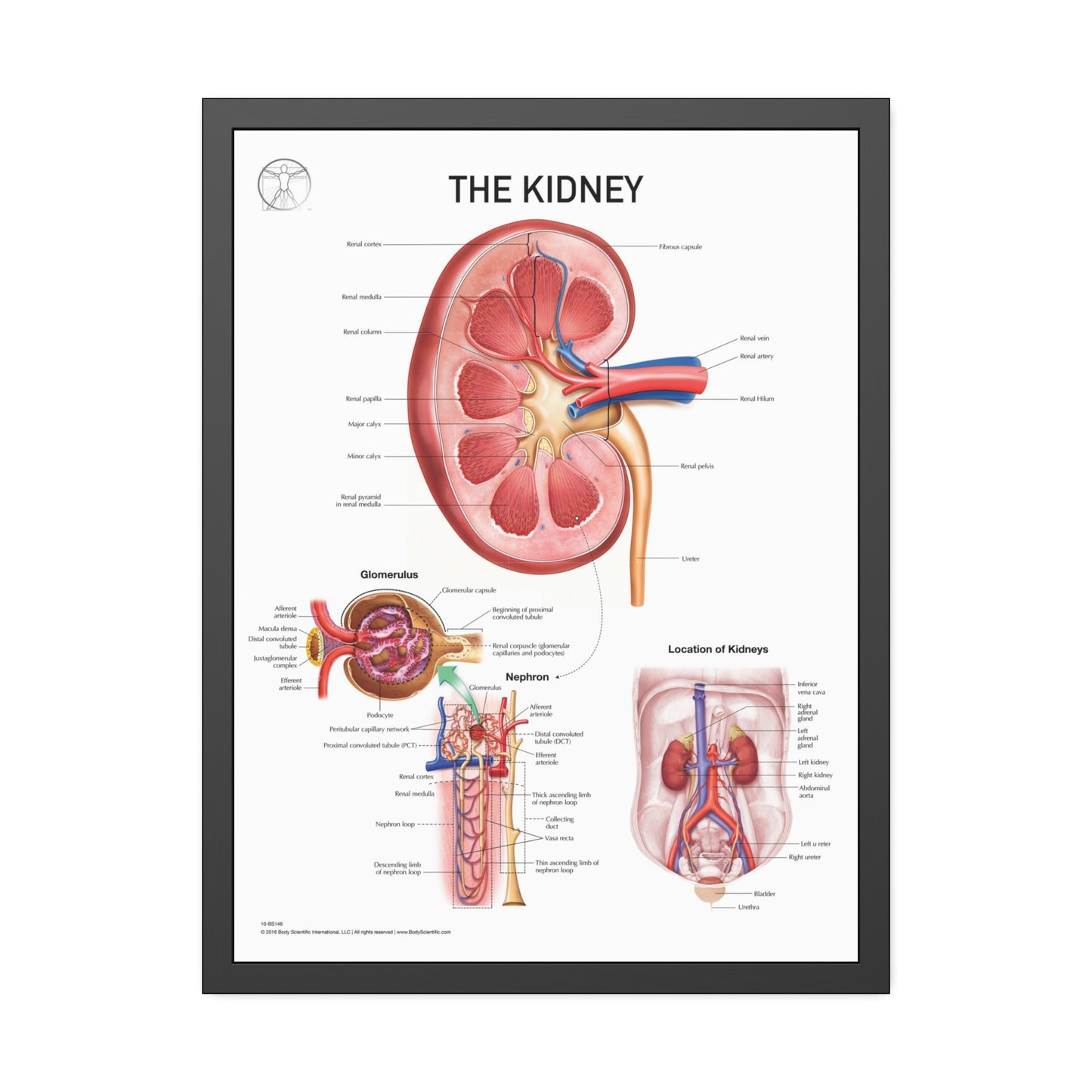 The Kidney