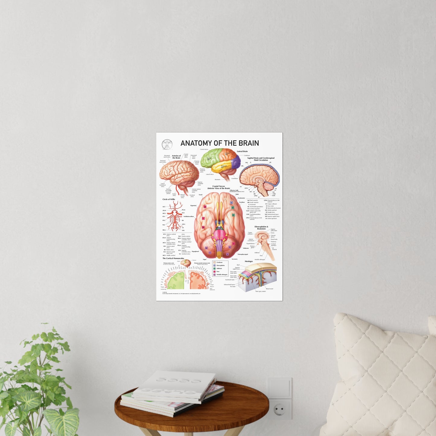 Anatomy of the Brain - Decal