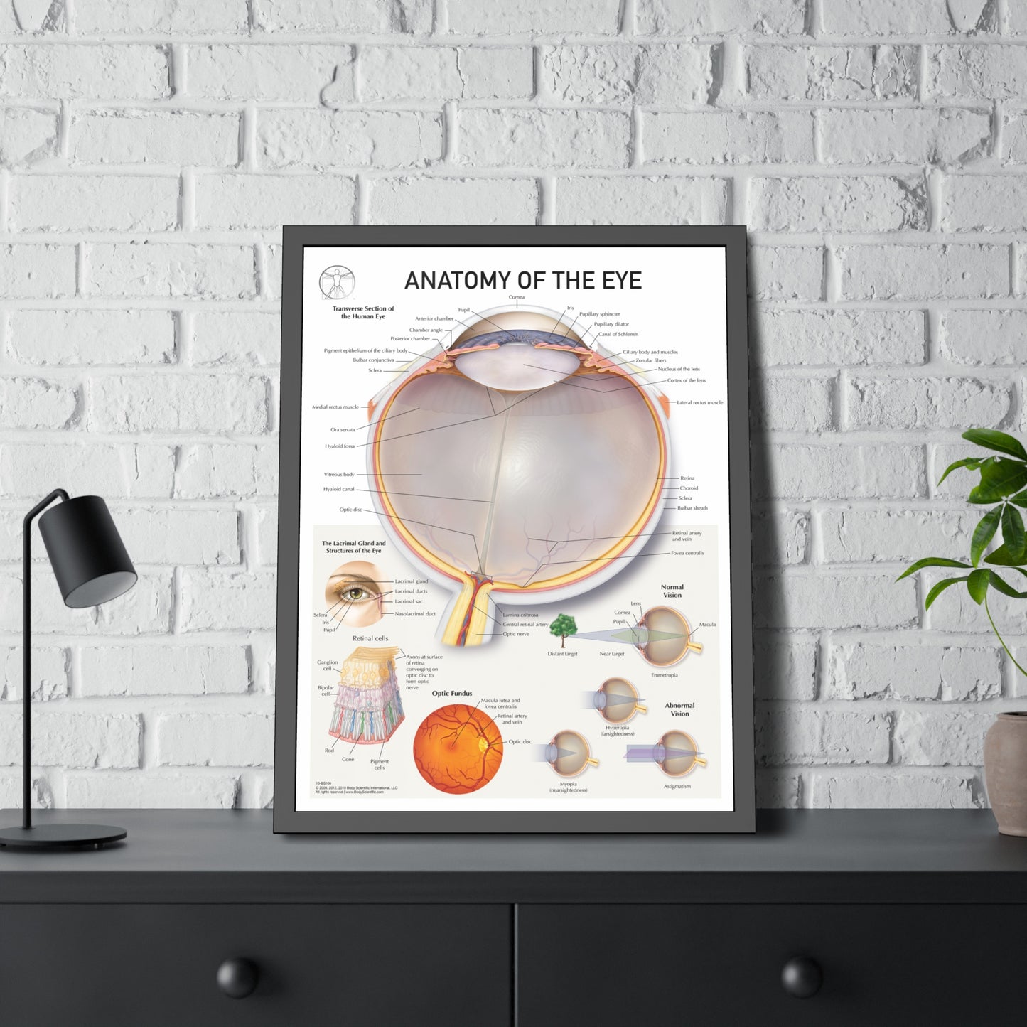 Anatomy of the Eye